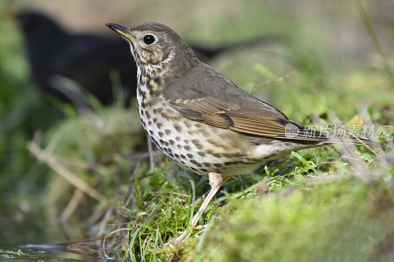 鹅口疮(Turdus philomelus)